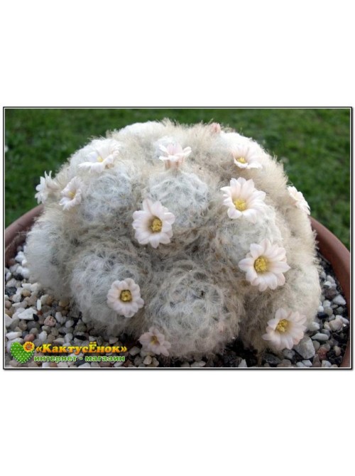 Маммиллярия перистая (Маммиллярия плюмоза, Mammillaria plumosa)