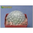 Маммиллярия перистая (Маммиллярия плюмоза, Mammillaria plumosa)