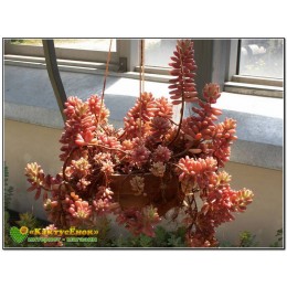 2 листовых черенка Очиток культивар "Аврора" (sedum rubrotinctum cv. aurora variegata, седум рубротинктум аврора вариегатный)