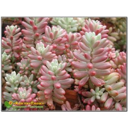 2 листовых черенка Очиток культивар "Аврора" (sedum rubrotinctum cv. aurora variegata, седум рубротинктум аврора вариегатный)