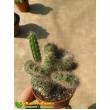 Никтоцереус змеевидный, кристатная форма (Nyctocereus serpentinus f.cristata) 