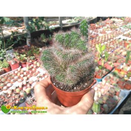 Никтоцереус змеевидный, кристатная форма (Nyctocereus serpentinus f.cristata)