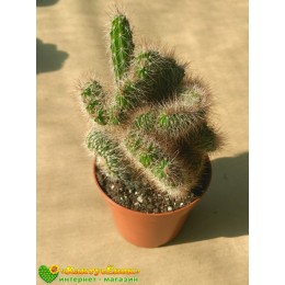Никтоцереус змеевидный, кристатная форма (Nyctocereus serpentinus f.cristata)