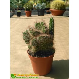 Никтоцереус змеевидный, кристатная форма (Nyctocereus serpentinus f.cristata)