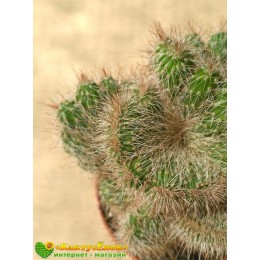 Никтоцереус змеевидный, кристатная форма (Nyctocereus serpentinus f.cristata)