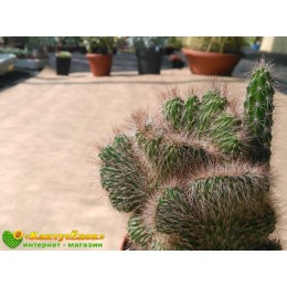 Никтоцереус змеевидный, кристатная форма (Nyctocereus serpentinus f.cristata)
