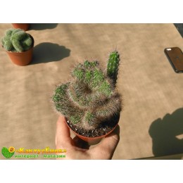 Никтоцереус змеевидный, кристатная форма (Nyctocereus serpentinus f.cristata)