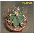 Ферокактус дикобразный (Ferocactus hystrix, old Ferocactus electracanthus)