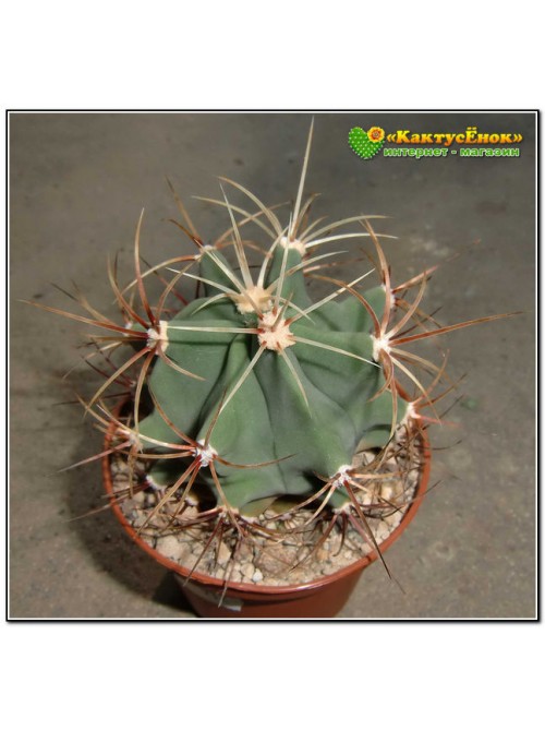 Ферокактус дикобразный (Ferocactus hystrix, old Ferocactus electracanthus)