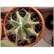 Ферокактус дикобразный (Ferocactus hystrix, old Ferocactus electracanthus)