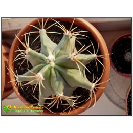 Ферокактус дикобразный (Ferocactus hystrix, old Ferocactus electracanthus)