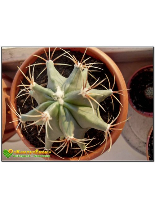 Ферокактус дикобразный (Ferocactus hystrix, old Ferocactus electracanthus)