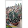 Ферокактус дикобразный (Ferocactus hystrix, old Ferocactus electracanthus)