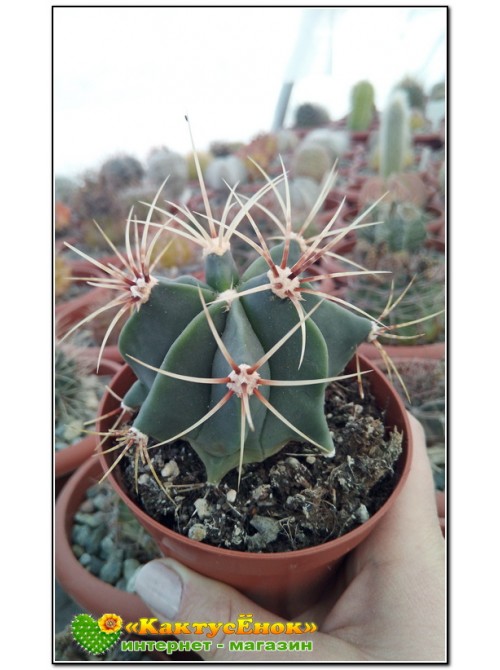 Ферокактус дикобразный (Ferocactus hystrix, old Ferocactus electracanthus)