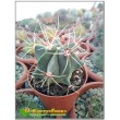 Ферокактус дикобразный (Ferocactus hystrix, old Ferocactus electracanthus)