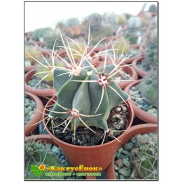Ферокактус дикобразный (Ferocactus hystrix, old Ferocactus electracanthus)