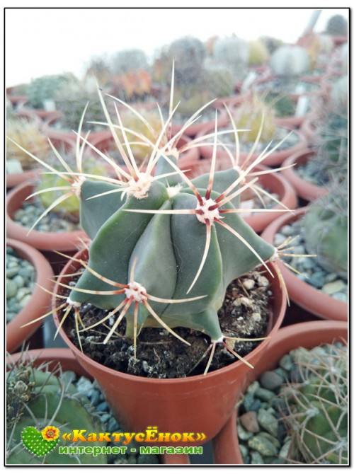 Ферокактус дикобразный (Ferocactus hystrix, old Ferocactus electracanthus)