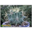 Ферокактус голубеющий (Ferocactus glaucescens)