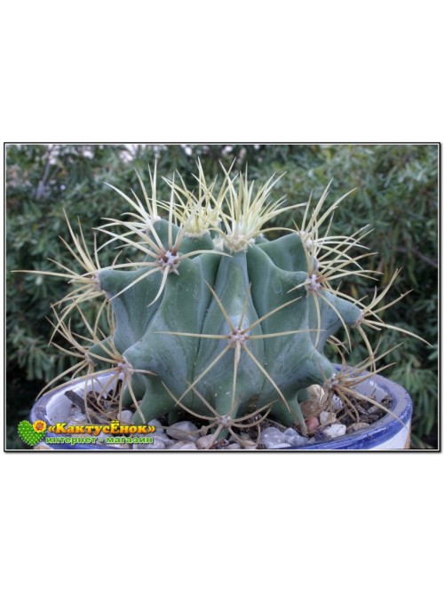 Ферокактус голубеющий (Ferocactus glaucescens)