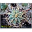 Ферокактус голубеющий (Ferocactus glaucescens)