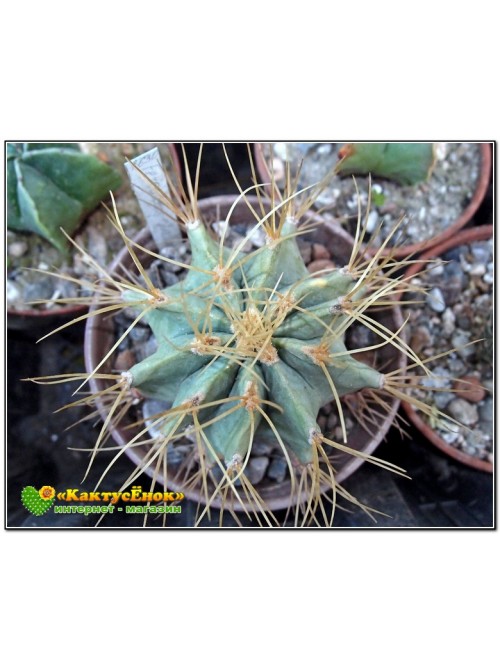 Ферокактус голубеющий (Ferocactus glaucescens)