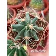 Ферокактус голубеющий (Ferocactus glaucescens)