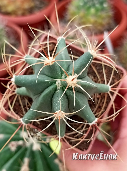 Ферокактус голубеющий (Ferocactus glaucescens)