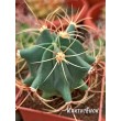 Ферокактус голубеющий (Ferocactus glaucescens)