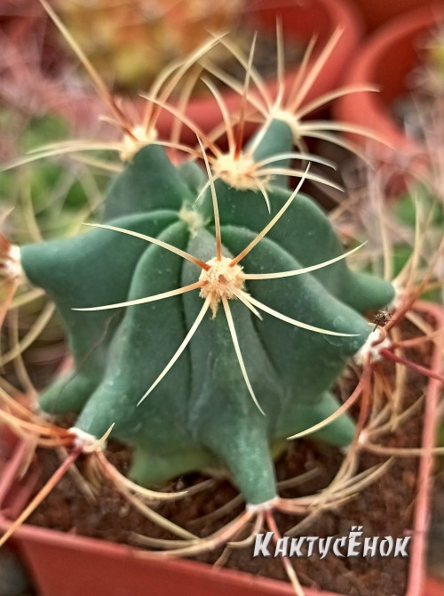 Ферокактус голубеющий (Ferocactus glaucescens)