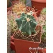 Ферокактус голубеющий (Ferocactus glaucescens)