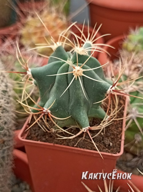 Ферокактус голубеющий (Ferocactus glaucescens)