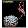 Эхеверия лиловая (Echeveria lilacina, эхеверия лилацина)