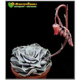 Эхеверия лиловая (Echeveria lilacina, эхеверия лилацина)