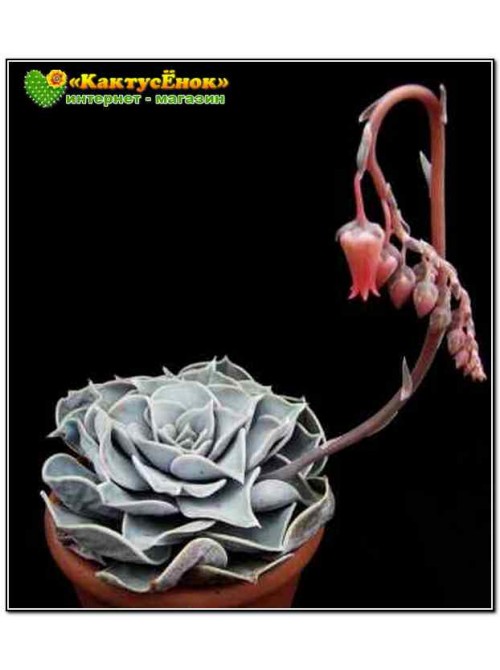 Эхеверия лиловая (Echeveria lilacina, эхеверия лилацина)