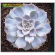 Эхеверия лиловая (Echeveria lilacina, эхеверия лилацина)