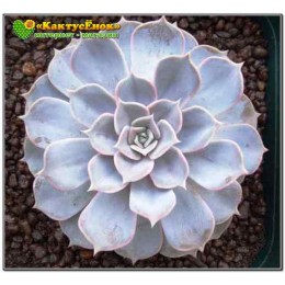 Эхеверия лиловая (Echeveria lilacina, эхеверия лилацина)