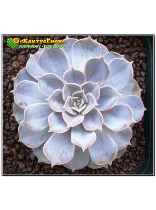 Эхеверия лиловая (Echeveria lilacina, эхеверия лилацина)