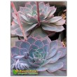 2 листовых черенка Эхеверия голубой принц (Echeveria Blue prince) 