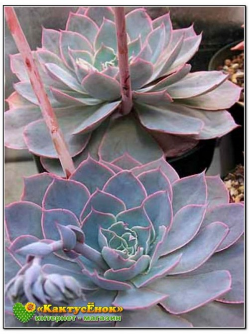 2 листовых черенка Эхеверия голубой принц (Echeveria Blue prince) 