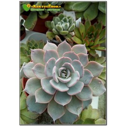 2 листовых черенка Эхеверия голубой принц (Echeveria Blue prince)