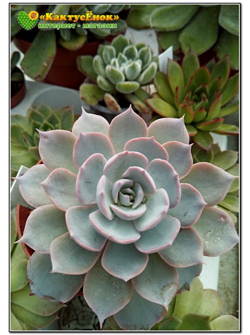 2 листовых черенка Эхеверия голубой принц (Echeveria Blue prince) 