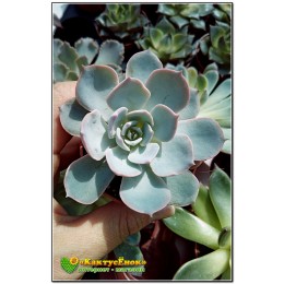 2 листовых черенка Эхеверия голубой принц (Echeveria Blue prince)