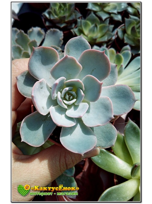 2 листовых черенка Эхеверия голубой принц (Echeveria Blue prince) 