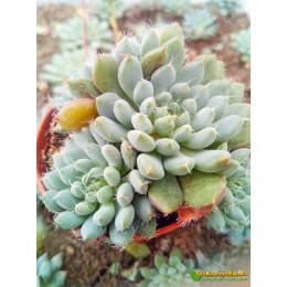 2 листовых черенка Эхеверия щетинистая (Echeveria setosa deminuta, эхеверия сетоза деминута)