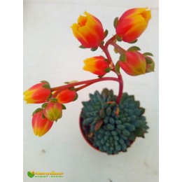 2 листовых черенка Эхеверия щетинистая (Echeveria setosa deminuta, эхеверия сетоза деминута)