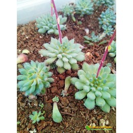 2 листовых черенка Эхеверия щетинистая (Echeveria setosa deminuta, эхеверия сетоза деминута)