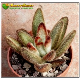 2 листовых черенка Каланхоэ войлочное "шоколадный солдатик" (Kalanchoe tomentosa cv. Chocolate Soldier, каланхое томентоза)