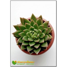  Эхеверия агавовидная (Echeveria agavoides, эхеверия агавоидес)