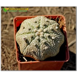 Культивар Астрофитума (Astrophytum asterias Miracle Kabuto)
