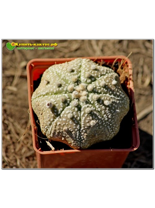 Культивар Астрофитума (Astrophytum asterias Miracle Kabuto)